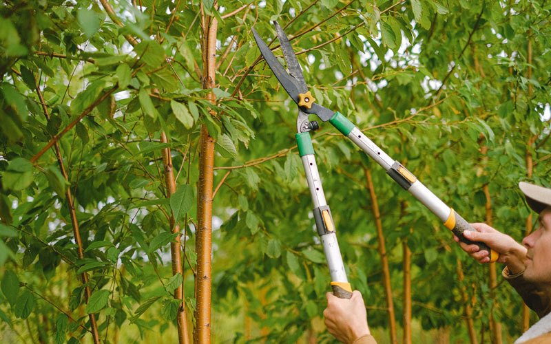 Tree trimming in Zillah, WA