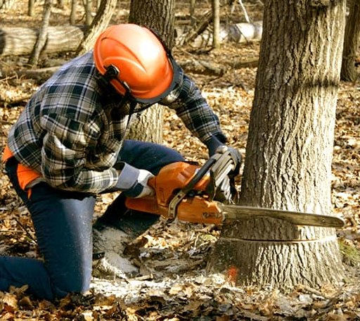 Tree Removal in Zillah, WA